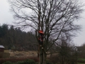 Topkapning af bøgetræ Brovst
