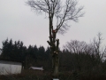 Topkapning bøgetræ