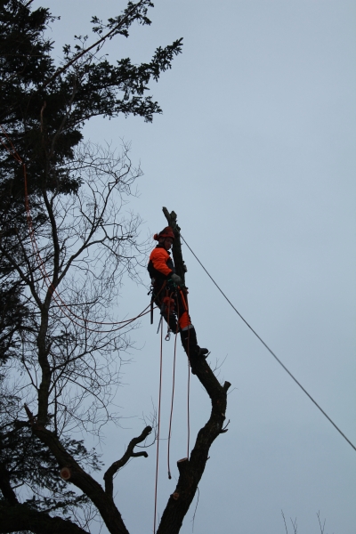 Topkapning af stort piletræ, Fjerritslev