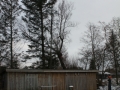 Topkapning af stort piletræ, Fjerritslev.