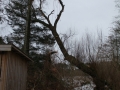 Topkapning af stort piletræ, Fjerritslev