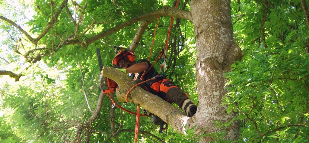 Topkapning, træfældning,tree removal