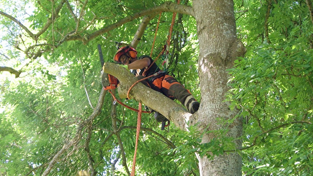Arborist, topping a ash.